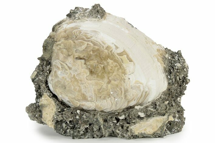 Fossil Clam (Mercenaria) - Ruck's Pit, FL #242885